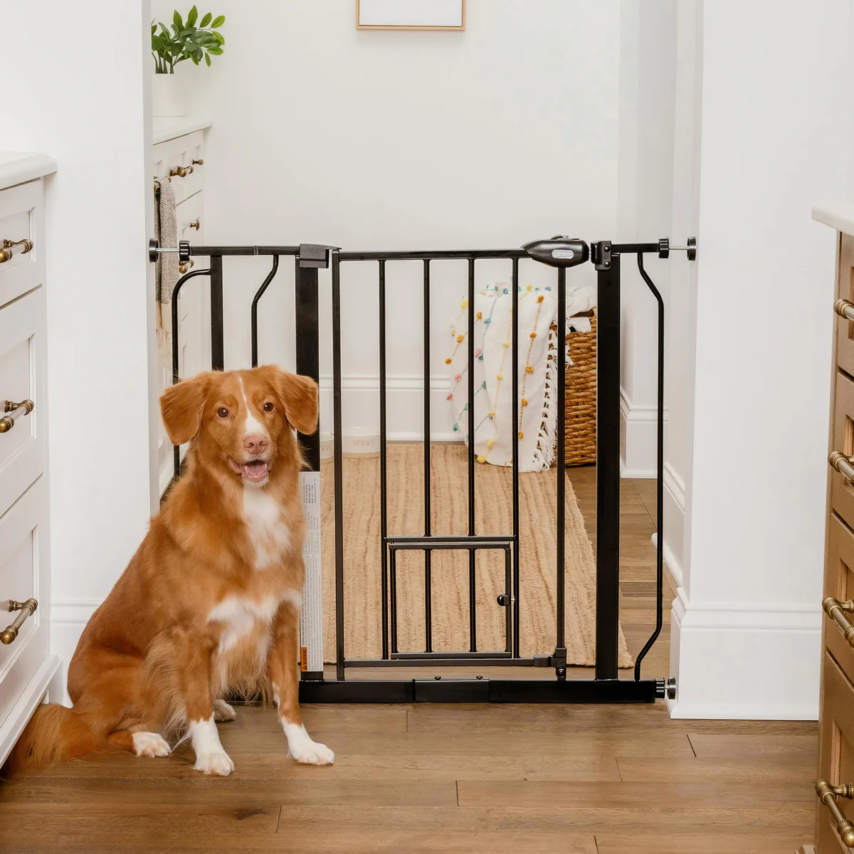 Carlson Pet Gate