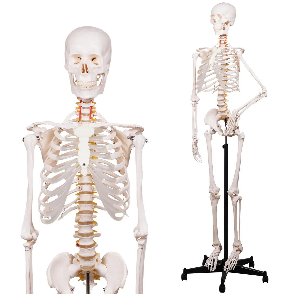 NLShan Human Skeleton Model 