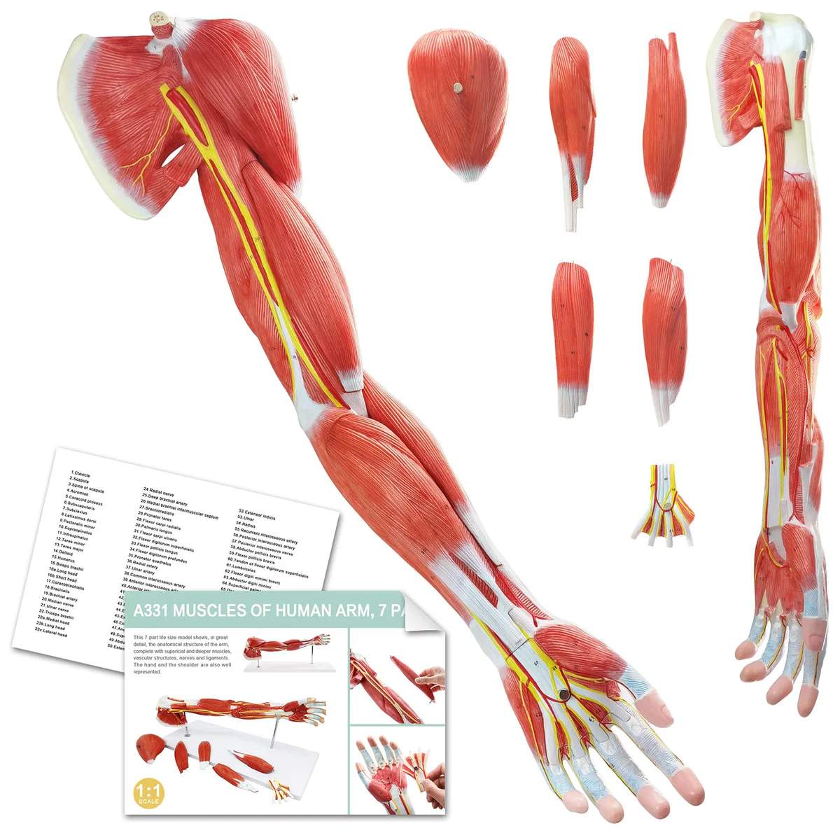 EVOTECH SCIENTIFIC Human Muscular Arm Model