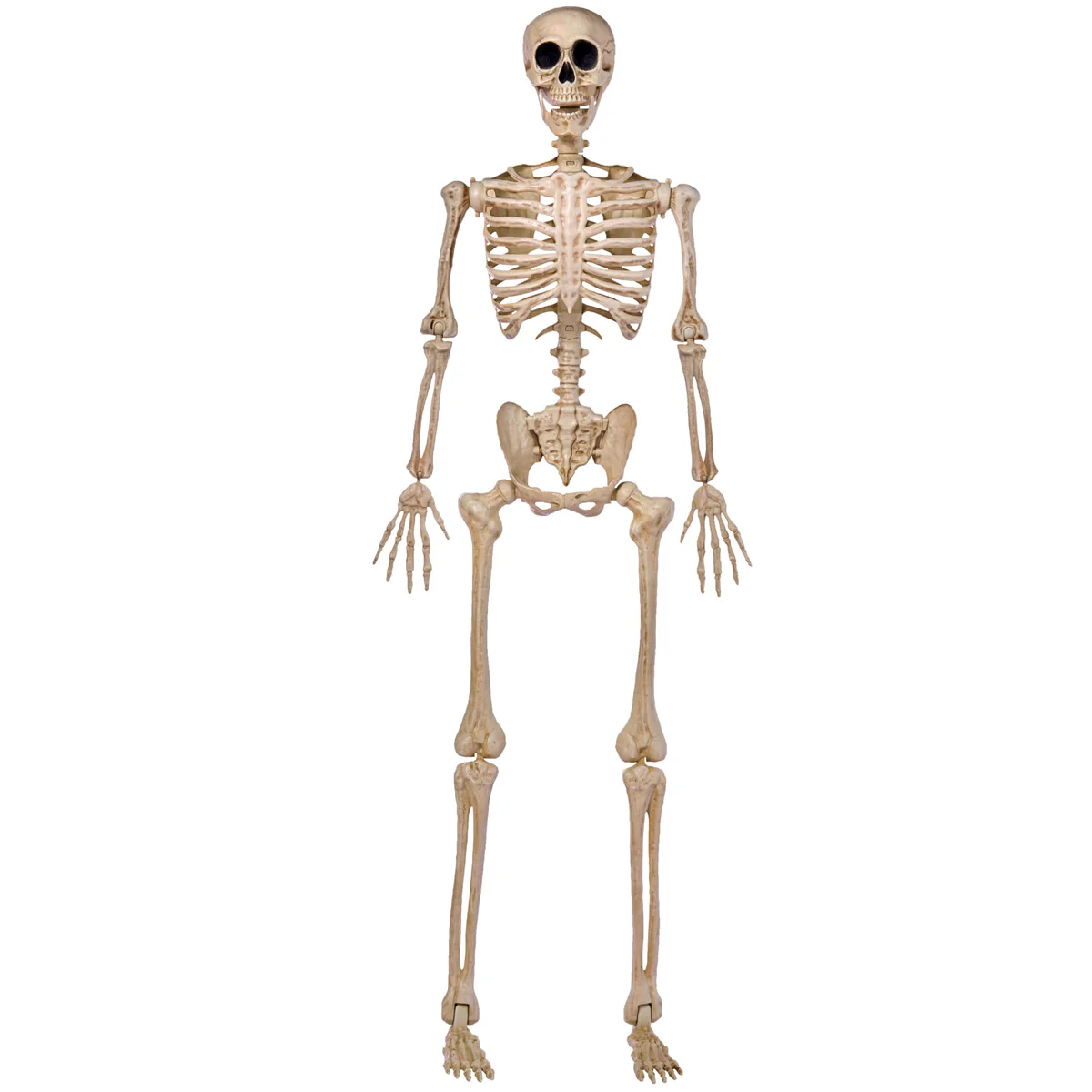 JOYIN 5ft Human Skeleton Model Anatomical