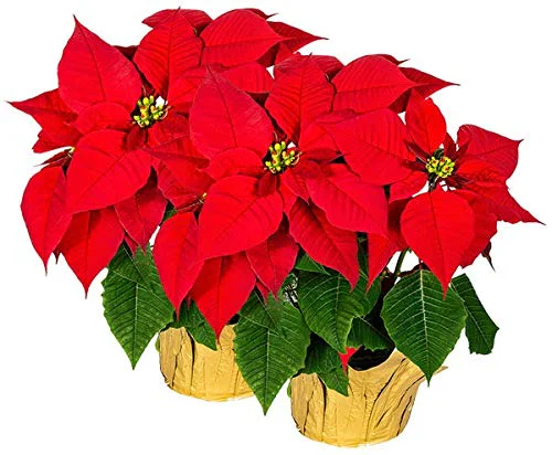 Creative Displays INC Silk Poinsettia Plants 