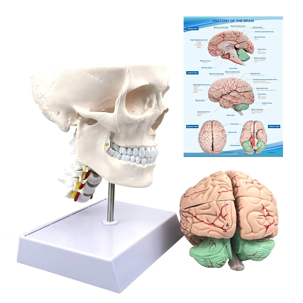 Human Skull and Brain Anatomy Model 