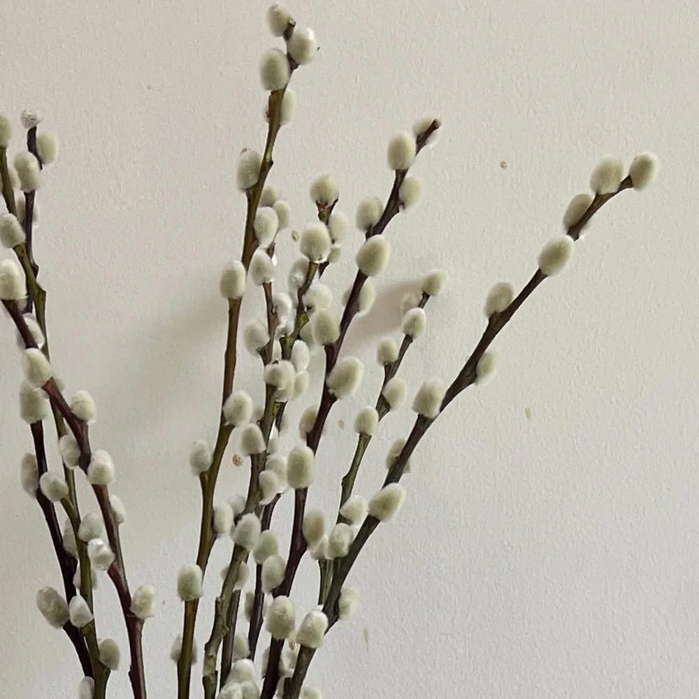 Bakoukiter Dried Willow Branches